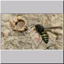 E-Odynerus spinipes w13 beim Schornsteinbau.jpg